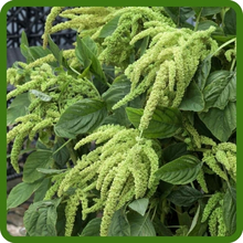 Green Amaranthus Fast Growing Annual
