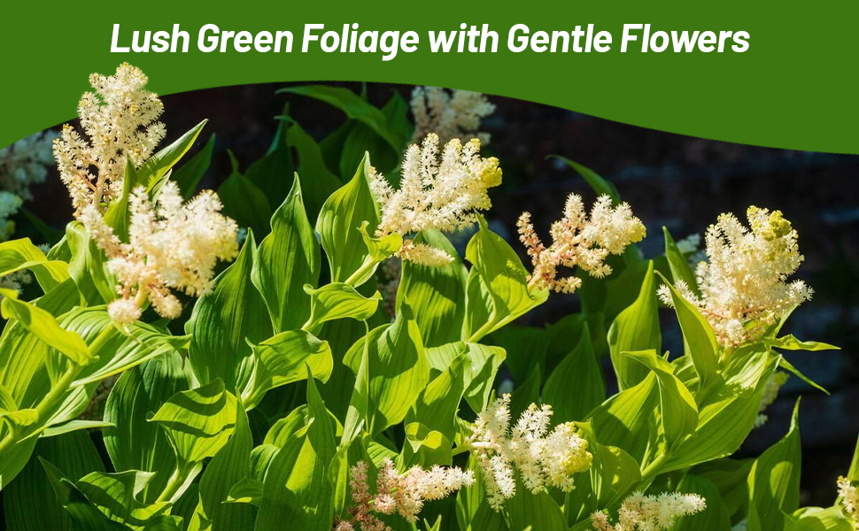 Spikenard Green Foliage Tall Herb Plant