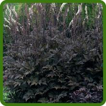 Long Lasting Cimicifuga Black Cohosh Foliage Plant