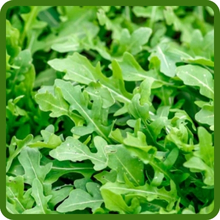 Arugula Distinct Peppery Flavor