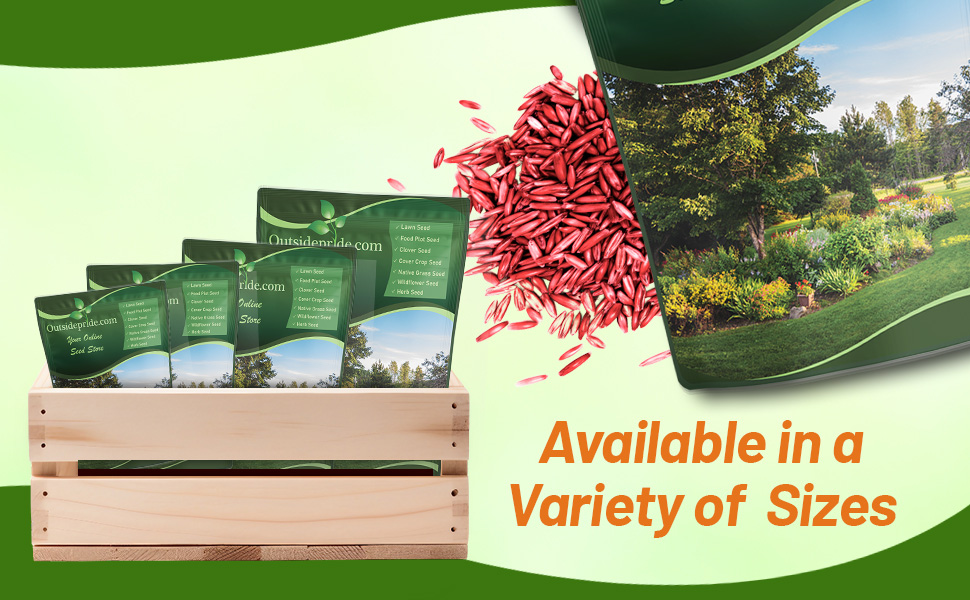 Turf Type Fesuce Grass Seed & Kentucky Bluegrass Lawns
