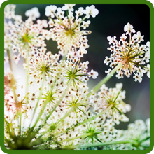 Lacy White Blooms of Queen Anne's Lace Bishop's Flower