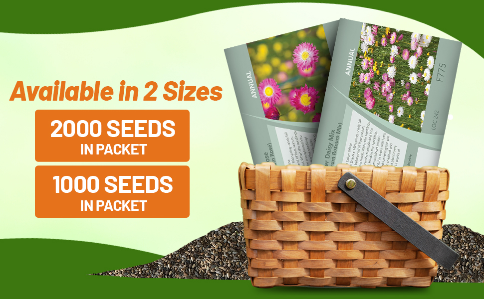 Helipterum Paper Daisy Seed Packets For Planting