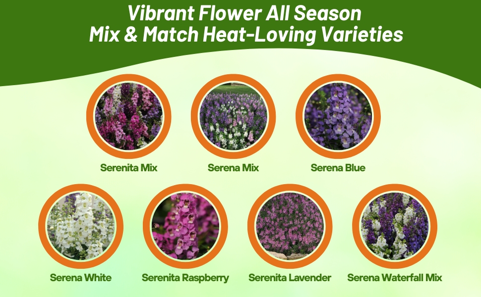 Serena & Serenita Flower Seed Angelonia Varieties