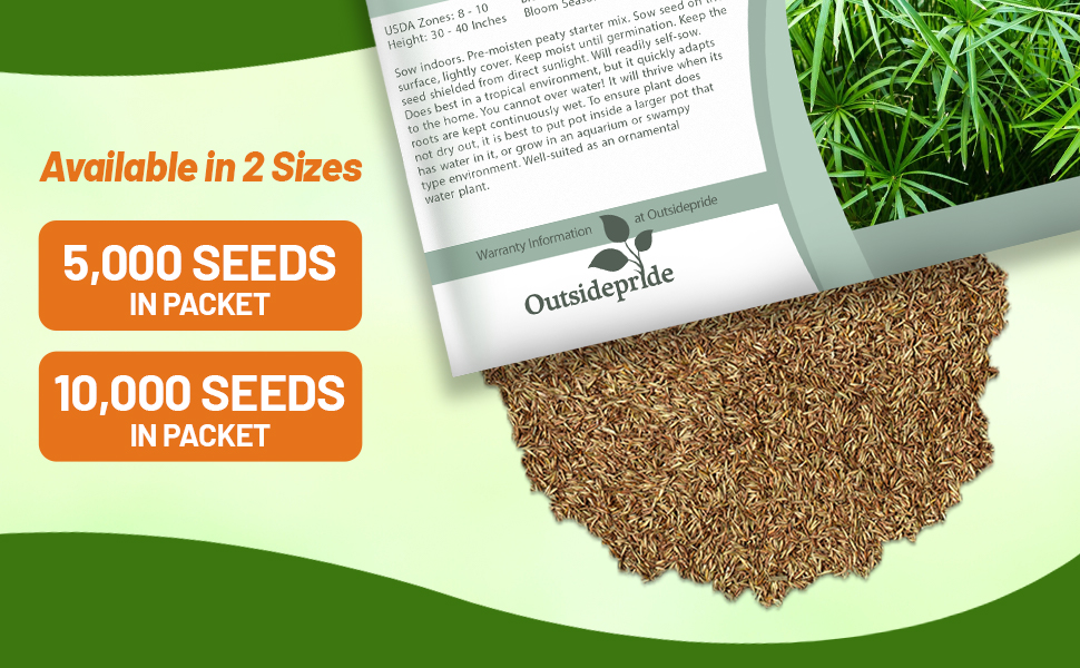 Umbrella Plant Seed Packet For Sale