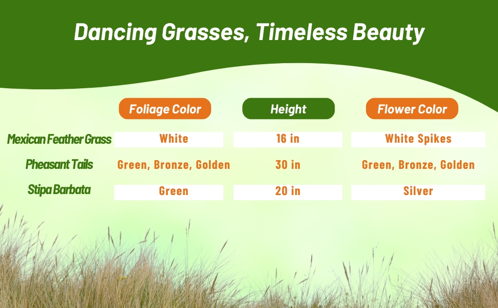Foliage Color, Flower Color, and Height Chart For Stipa Mexican Feather Ornamental Grass