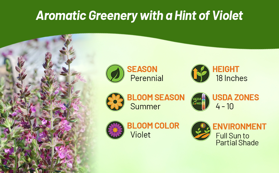 Perennial Germander Full Sun to Partial Shade