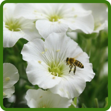 Arenaria With Bee Pollinator-Friendly Blooms