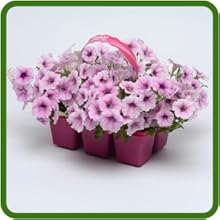 Trays of Shock Wave Petunia Flowers