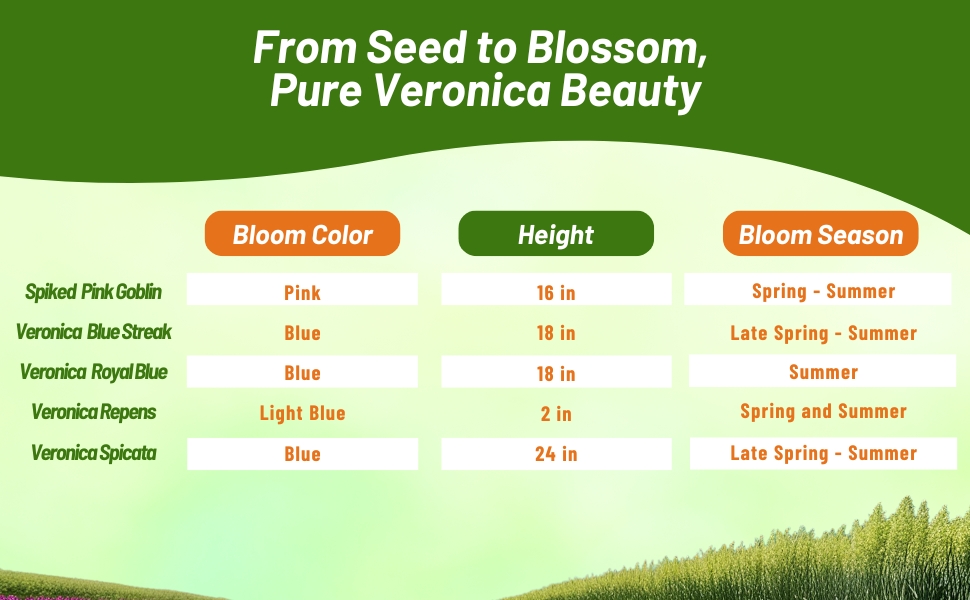 Bloom Season, Height, & Color Chart of Veronica Spiked Speedwell