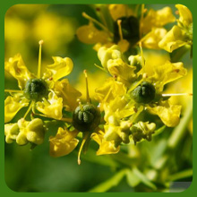 Attractive Yellow Blooms of Rue