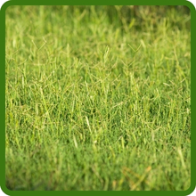 Spreading & Self-Repairing Kentucky Bluegrass Supreme Grass Seed