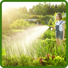 Low Maintenance Deer Proof Wildflower Seed
