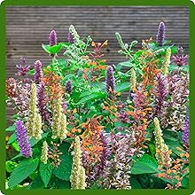 Giant Hyssop Agastache Mixed Flower Garden