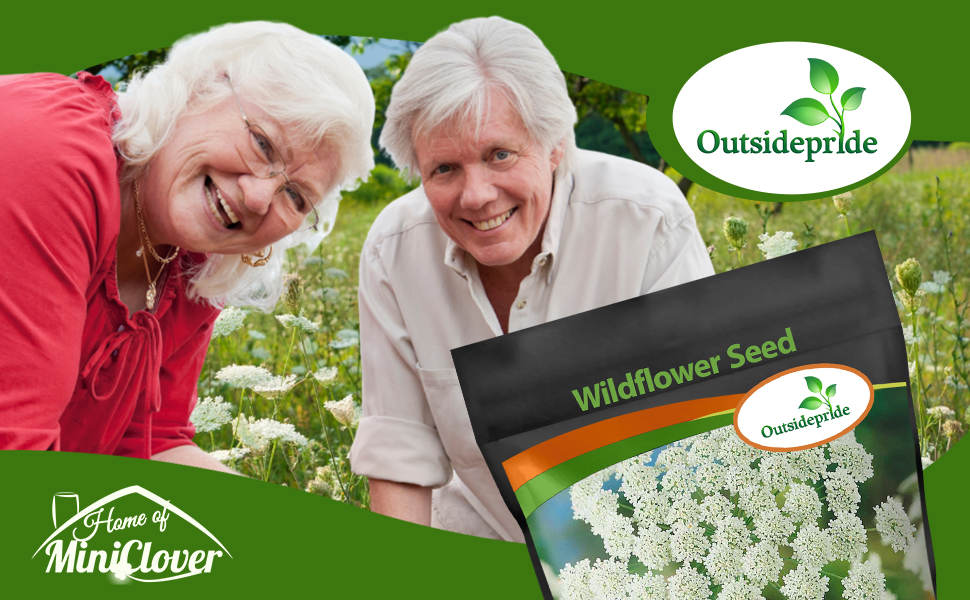 Queen Anne's Lace Bishop's Flower Wildflower Garden