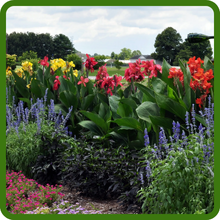 Canna Plants Versatile for Landscaping