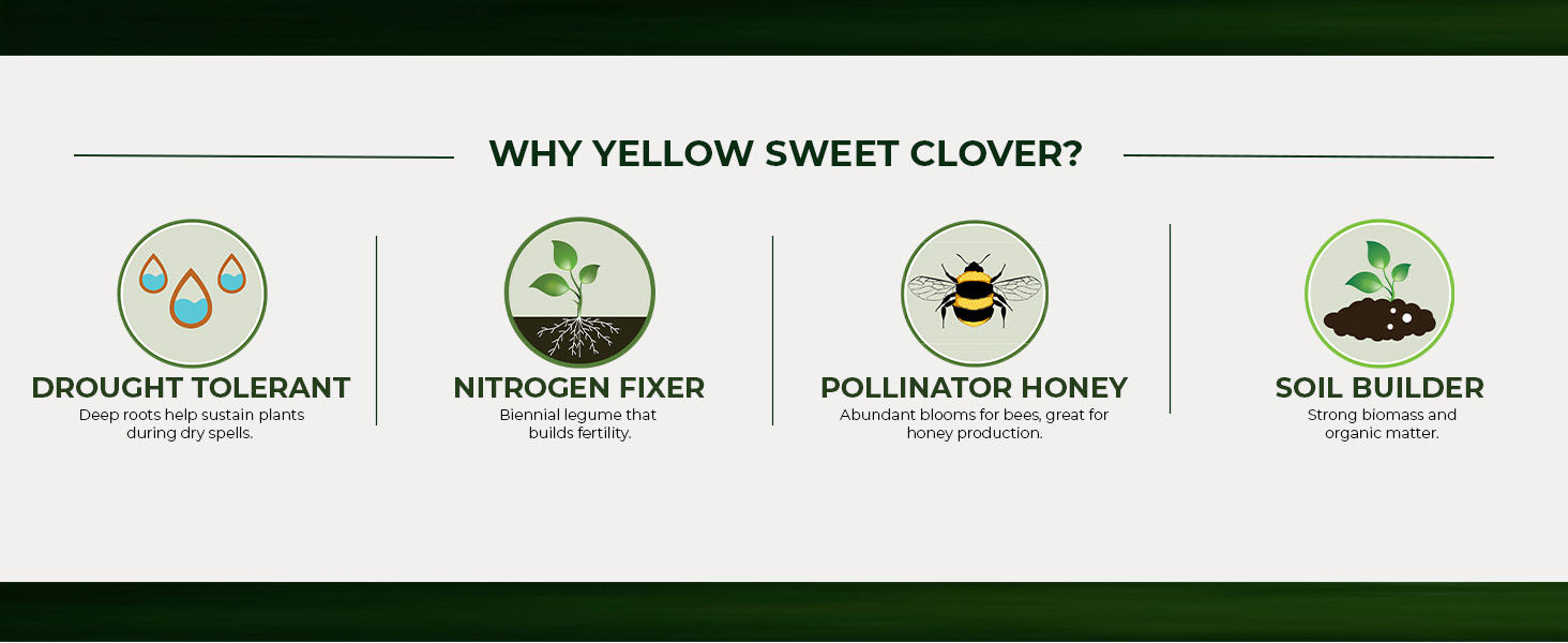 Yellow Sweet Clover Nitrogen Fixer