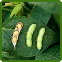 High Protein Soybeans