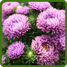 Upright, Bushy Growth of Callistephus Dwarf Milady Aster