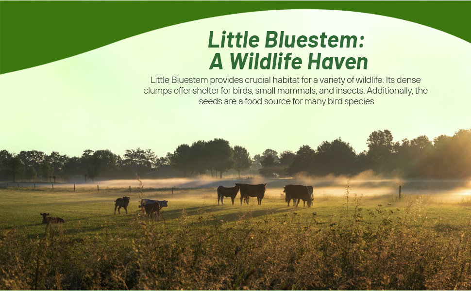 Perennial Sorghastrum nutans Indian Grass Seeds For Xeriscape Landscaping