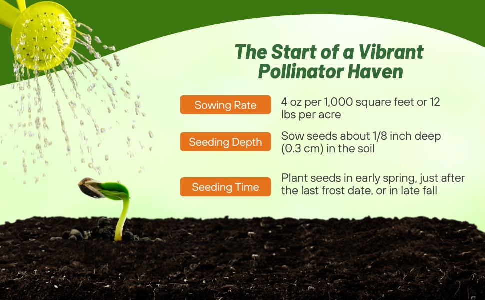 Echinacea purpurea Purple Coneflower Planting Directions