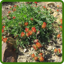Anthyllis Self-Sustaining Plants