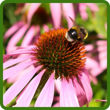Rich Nectar of Echinacea Pale Purple Coneflower Flowers