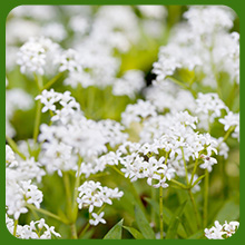 Woodruff Fragrant Ground Cover