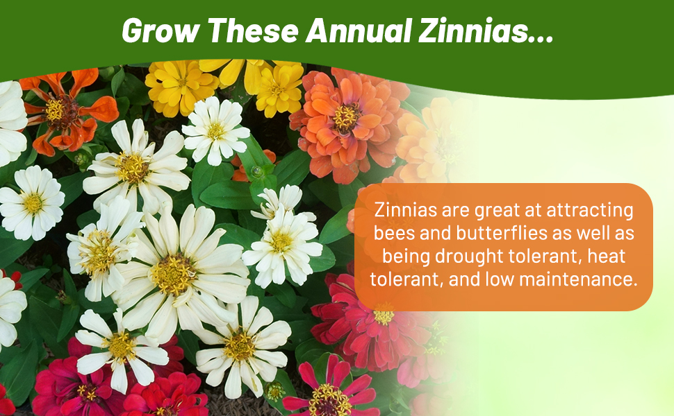 Annual Zinnia Zahara Raspberry Lemonade Cut Flowers