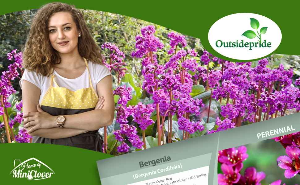 Bergenia Flower Garden
