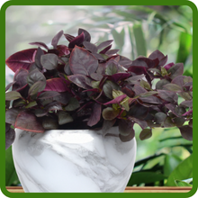 Alternanthera Purple Knight Suitable Choice for Containers