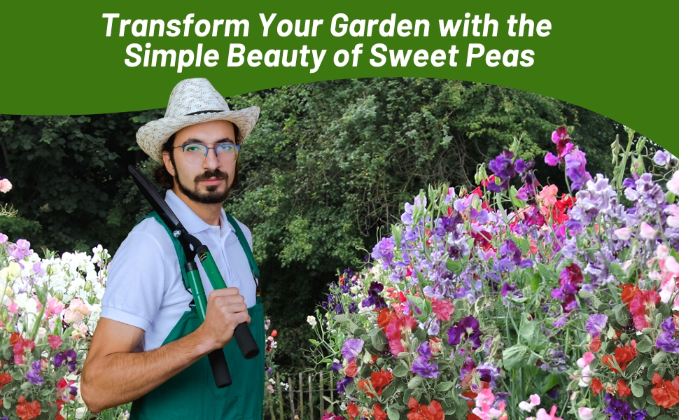 Huge Sweet Pea Mixture Flower Garden Grown From Seeds