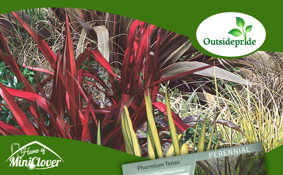 Phormium Ornamental Garden