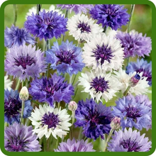 Richly Colored Blooms of Annual Cornflower