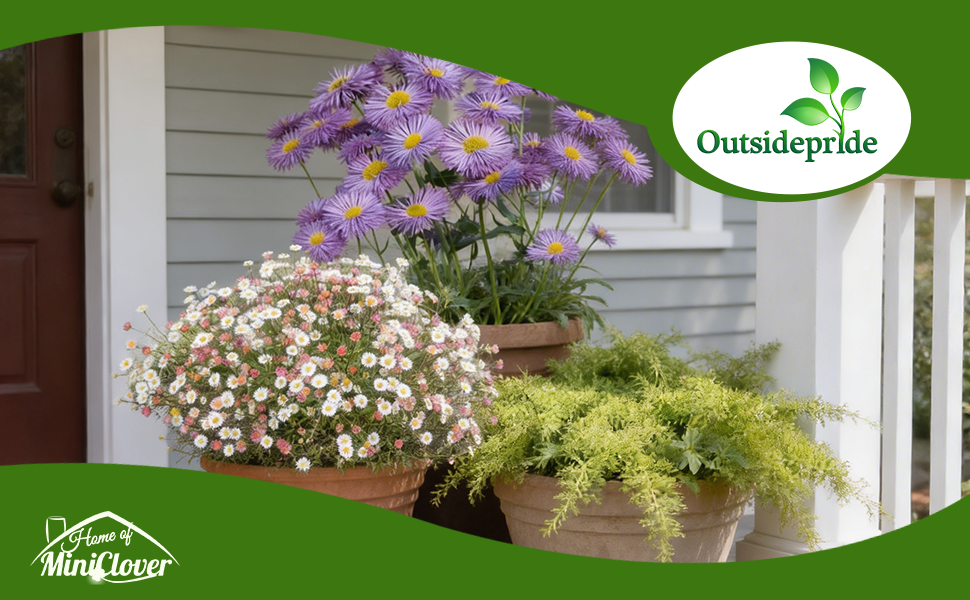 Erigeron Fleabane Daisy Flower Garden From Seeds