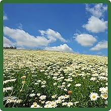 Hillside of White Flowers From Seeds