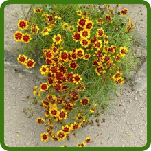 Drought Tolerant Plains Coreopsis Flowers