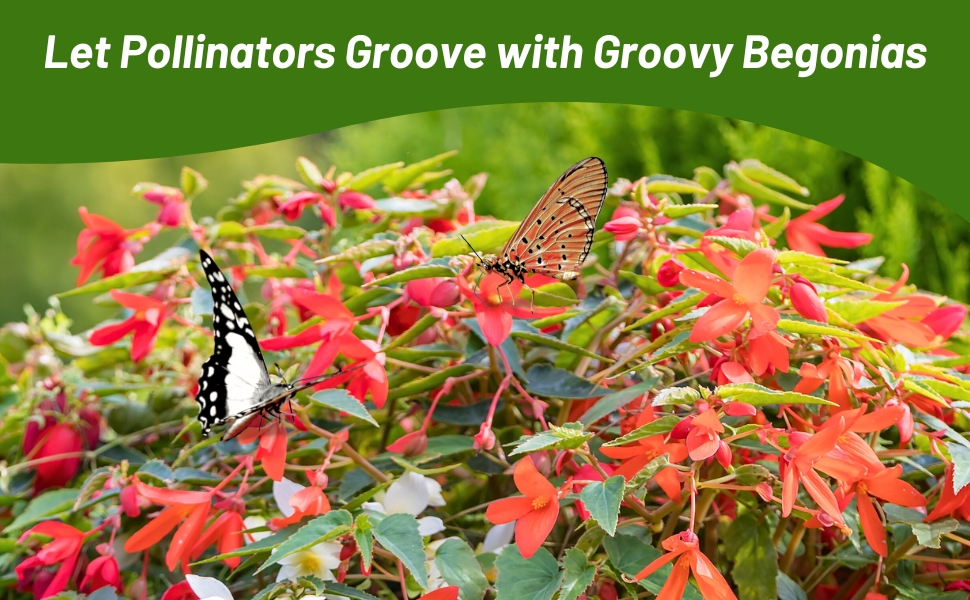 Pollinating Butterflies on Groovy Begonia Plants