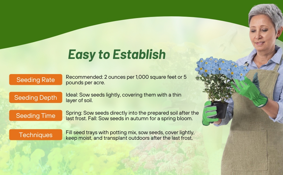 Planting Direction for Myosotis sylvatica Forget-me-not