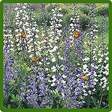 Butterrflies & Pollinators on Indigo Flowers