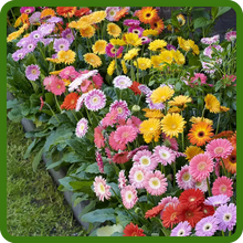 Easy to Grow Gerbera From Flower Seeds