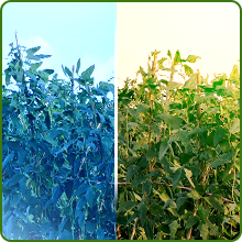 Cold & Heat Tolerant Cowpeas