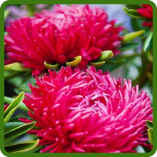Red Callistephus Tall Paeony Aster