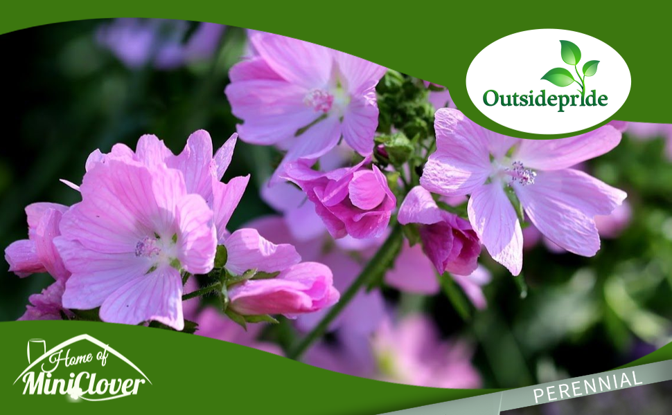 Rosea Musk Mallow Hollyhock Plant