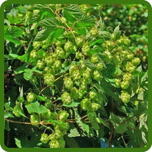 Fast-Growing and Hardy Hops