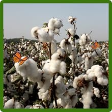 Cotton Plants Attracting Beneficial Pollinators