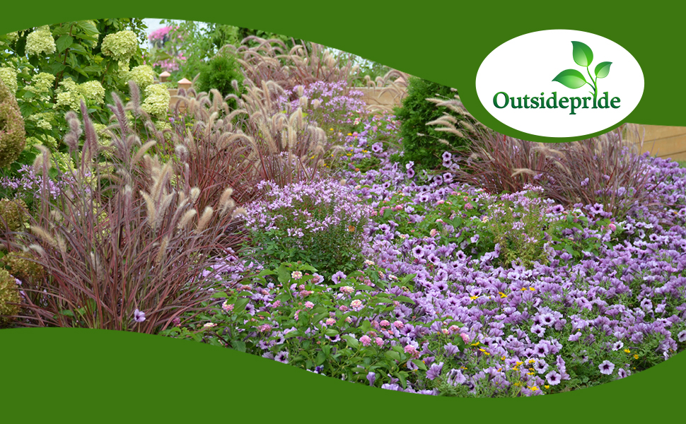 Pennisetum Ornamental Grass In Flower Garden