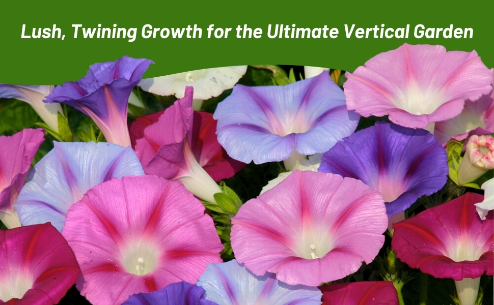 Twining and Vining Growth of Ipomoea Purpurea Morning Glory