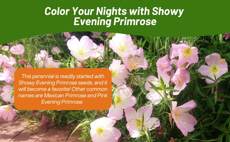 Perennial Showy Evening Primrose Pink Flowers
