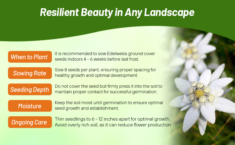 Edelweiss Seeding Rate & Planting Time